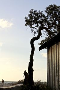 Silhouette tree on beach against sky during sunset