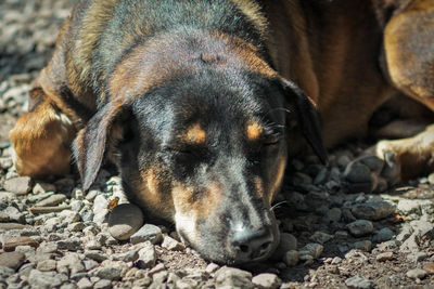 Close-up portrait of a dog resting on pebbles