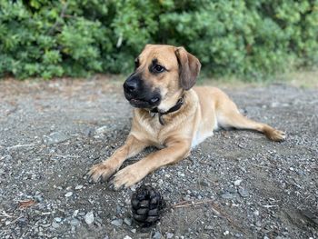 Dog on road