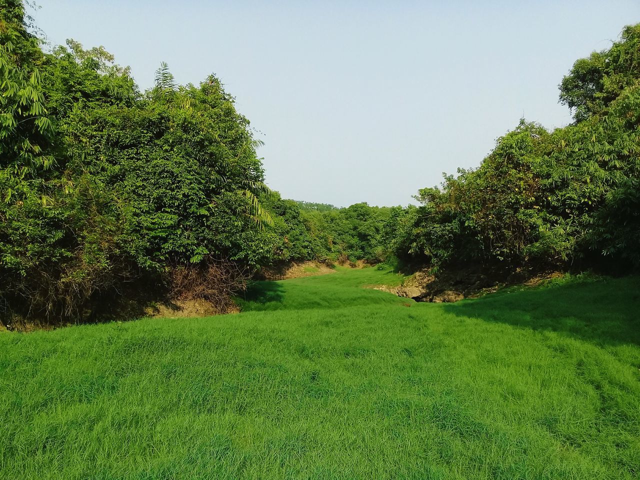 tree, growth, green color, nature, grass, beauty in nature, sky, no people, field, tranquility, scenics, day, clear sky, outdoors, tranquil scene, rural scene, landscape, agriculture