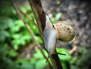 Close-up of mushroom growing on tree trunk