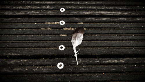 Close-up of lizard on wood