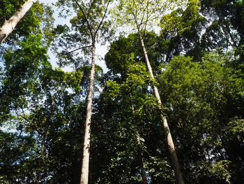 Low angle view of bamboo trees in forest