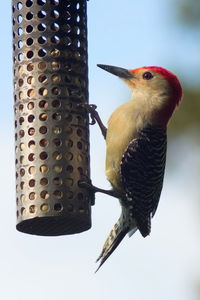 Close-up of bird perching on feeder