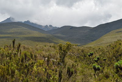 The high altitude moorland of mount kilimanjaro, tanzania