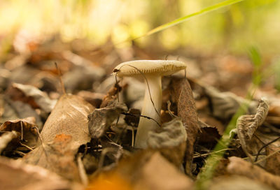 Close-up of dried plant on field