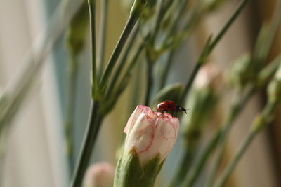 Close-up of insect on flower