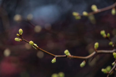 plant