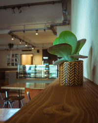Close-up of potted plant on table at home