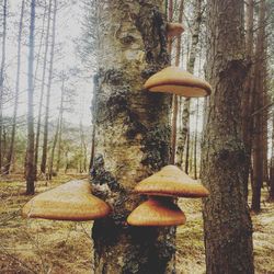 Close-up of mushroom growing in forest