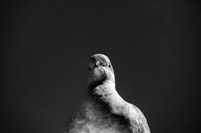 Close-up of pigeon against black background