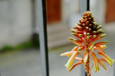 Close-up of succulent plant