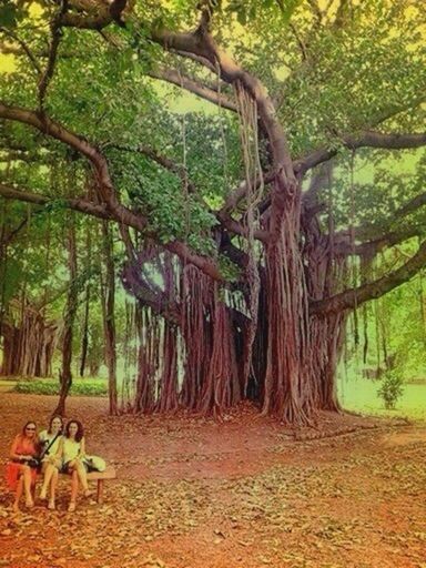 tree, transportation, tree trunk, mode of transport, men, land vehicle, bicycle, growth, leisure activity, lifestyles, tranquility, nature, branch, forest, dirt road, travel, tranquil scene, sunlight