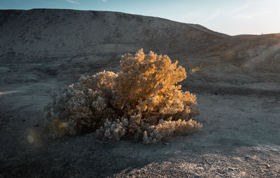 Tree on rock against sky