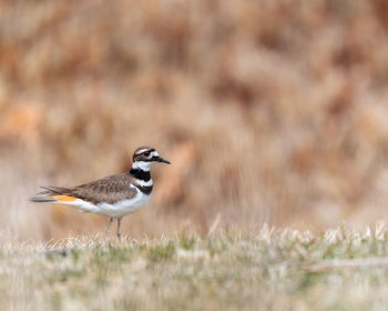 Bird on a field