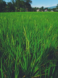 Crops growing on field