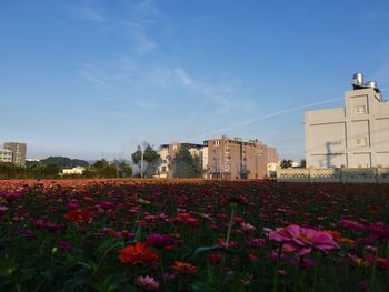 Pink flowering plants by building against sky