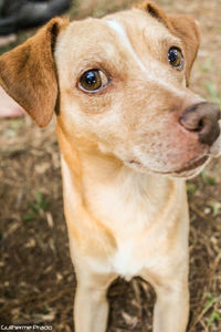 Close-up of dog