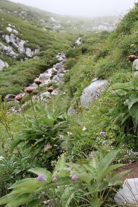 Scenic view of plants against sky