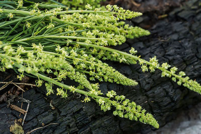 Close-up of plant