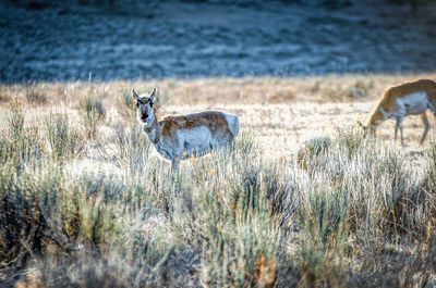 Side view of deer standing on field
