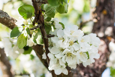 Close-up of white flowering plant