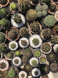 Full frame shot of succulent plants