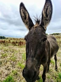 Portrait of a horse on field