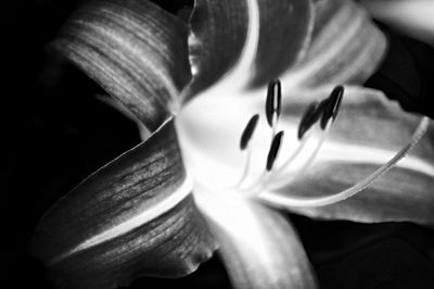 Close-up of flower over black background