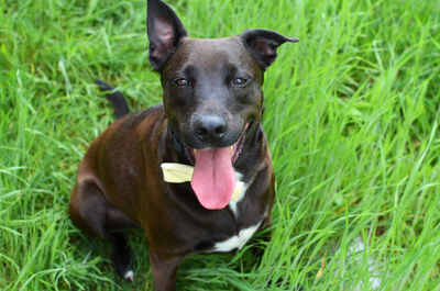 Portrait of dog on field