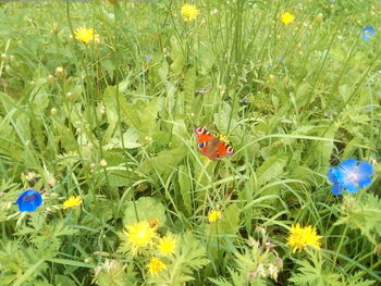 High angle view of ladybug on flower