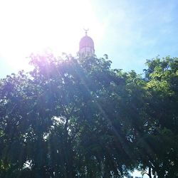 Low angle view of trees against sky