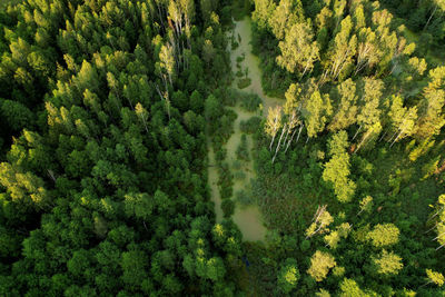 High angle view of pine trees in forest