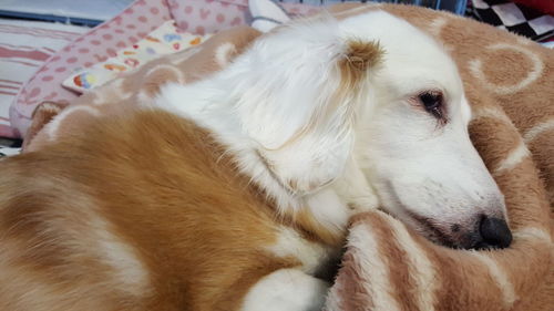 Close-up of dog lying on bed at home