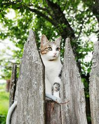 Portrait of a cat on tree trunk