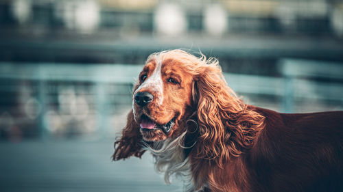 Close-up of a dog looking away