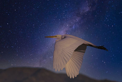 Low angle view of bird flying in sky