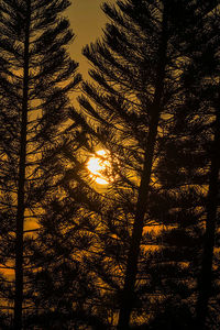 Low angle view of trees in forest