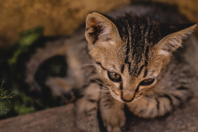 Close-up portrait of a cat