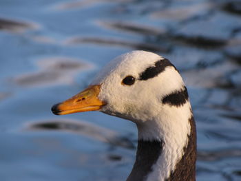 Close-up of a bird