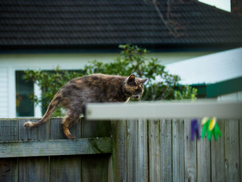 Bird perching on house