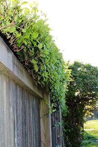 Close-up of ivy growing on tree