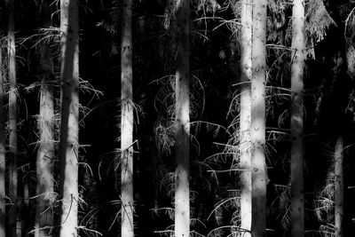 Full frame shot of bamboo trees in forest