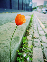 Close-up of orange flower blooming on sidewalk