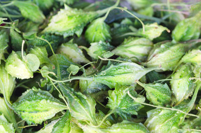 Full frame shot of green leaves