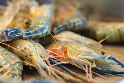 Close-up of fish in plate on table