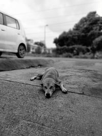 Portrait of dog on street