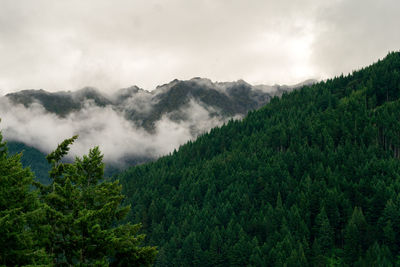 Cloudy and foggy afternoon in a mountain range pine forest.