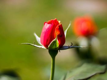 Close-up of flower bud growing outdoors