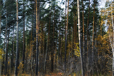 Low angle view of bamboo trees in forest